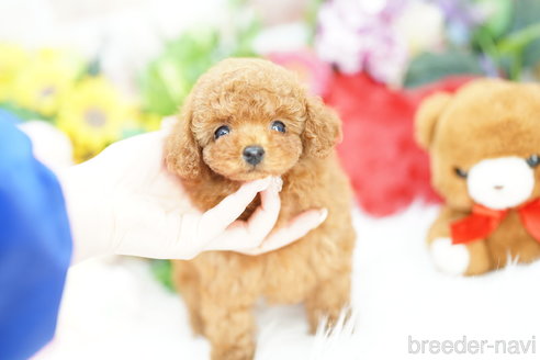 成約済の埼玉県のトイプードル-305952の3枚目