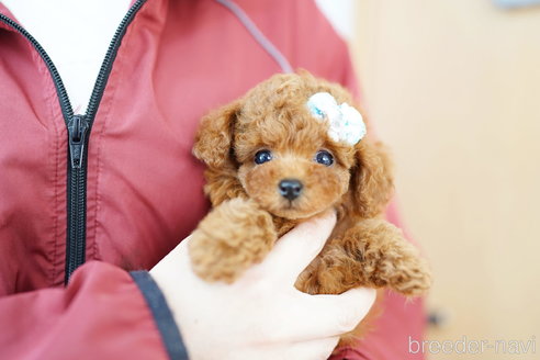 成約済の埼玉県のトイプードル-305952の2枚目