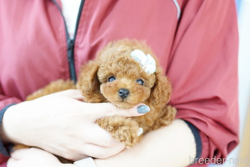 成約済の埼玉県のトイプードル-305952