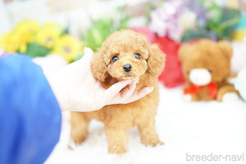 成約済の埼玉県のトイプードル-305955の3枚目