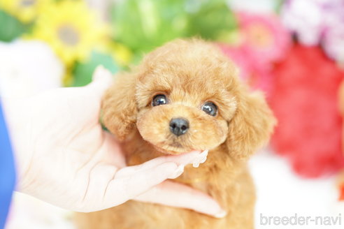 成約済の埼玉県のトイプードル-305955の2枚目