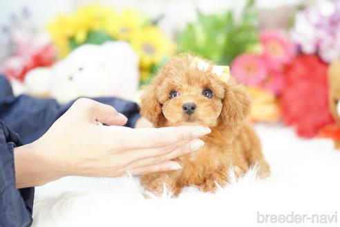 成約済の埼玉県のトイプードル-305955の1枚目