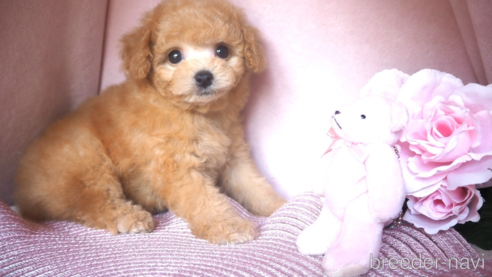 成約済の岡山県のミックス犬-305959の1枚目