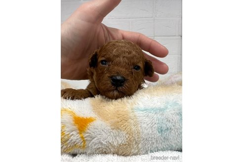 成約済の愛知県のトイプードル-305991の2枚目