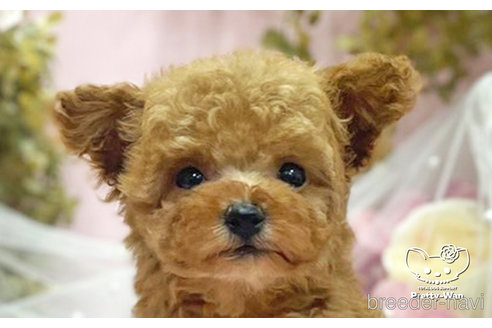 成約済の愛知県のタイニープードル-306011の5枚目