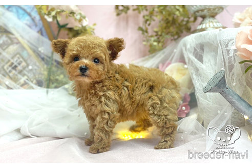 成約済の愛知県のタイニープードル-306011の6枚目