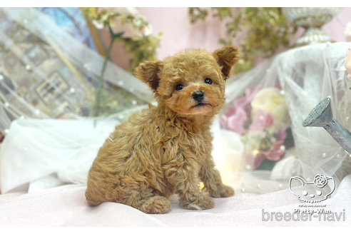 成約済の愛知県のタイニープードル-306011の7枚目