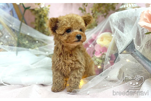 成約済の愛知県のタイニープードル-306011の8枚目