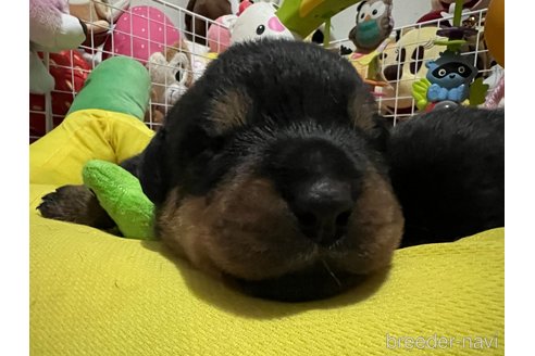 成約済の愛知県のロットワイラー-304557の5枚目