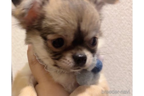 成約済の埼玉県のチワワ(ロングコート)-302074の16枚目