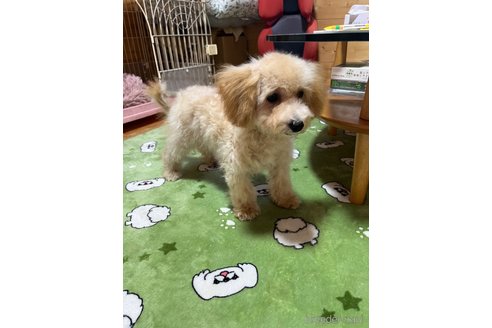 販売中の埼玉県のその他の犬種-303858の8枚目