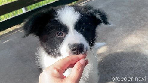 成約済の石川県のボーダーコリー-292056の5枚目