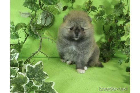 成約済の神奈川県のポメラニアン-306038の2枚目