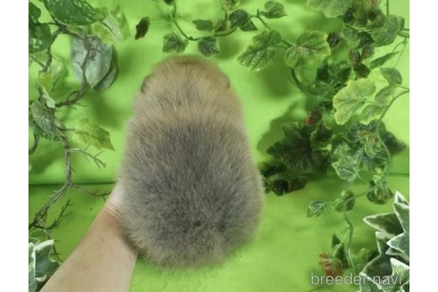 成約済の神奈川県のポメラニアン-306038の3枚目