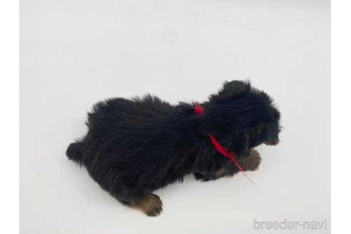 成約済の愛知県のヨークシャーテリア-306051の4枚目