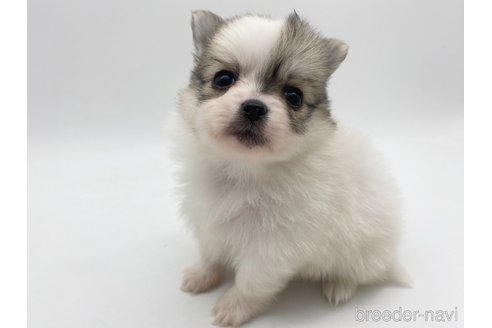 成約済の愛知県のポメチワ:ポメラニアン×チワワ-306055