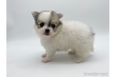 成約済の愛知県のポメチワ:ポメラニアン×チワワ-306055の2枚目