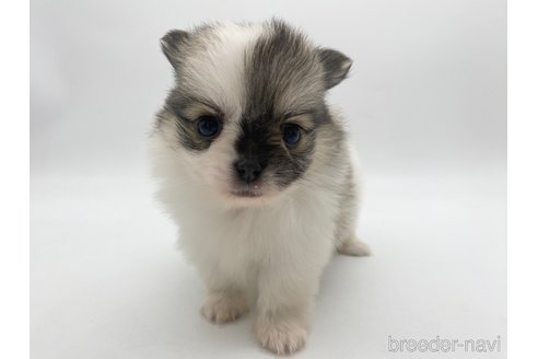 成約済の愛知県のポメチワ:ポメラニアン×チワワ-306061の1枚目