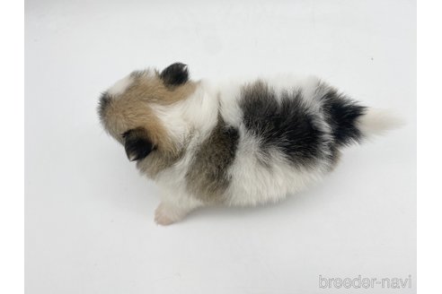 成約済の愛知県のポメチワ:ポメラニアン×チワワ-306061の4枚目