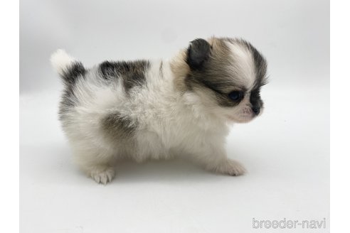 成約済の愛知県のポメチワ:ポメラニアン×チワワ-306061の2枚目