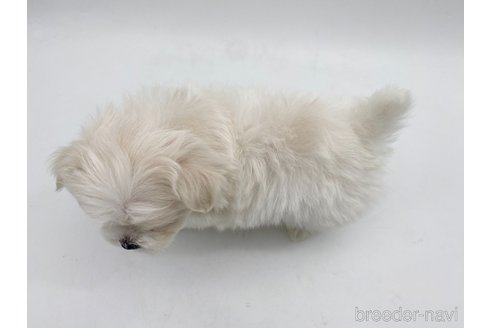 成約済の愛知県のポメマル:ポメラニアン×マルチーズ-306066の4枚目