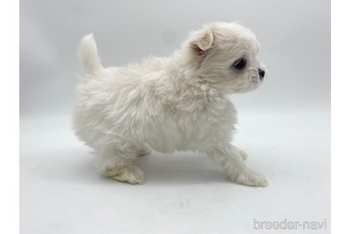 成約済の愛知県のポメマル:ポメラニアン×マルチーズ-306066の5枚目