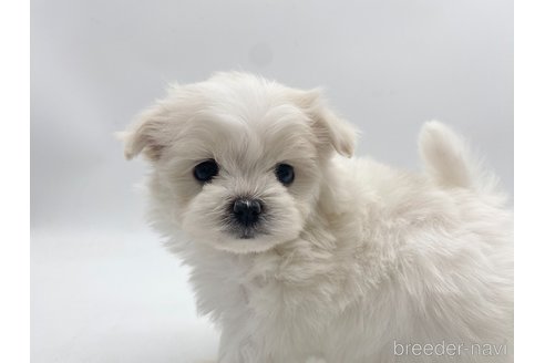 成約済の愛知県のポメマル:ポメラニアン×マルチーズ-306066の1枚目