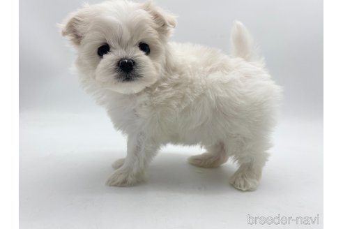 成約済の愛知県のポメマル:ポメラニアン×マルチーズ-306066の3枚目