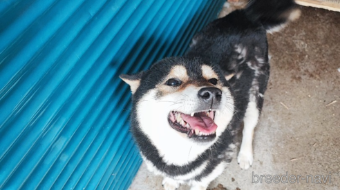 販売中の熊本県の柴犬-306070