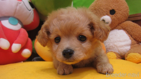 成約済の福岡県のミックス犬-302158の16枚目