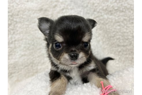 成約済の千葉県のチワワ(ロングコート)-304489の8枚目