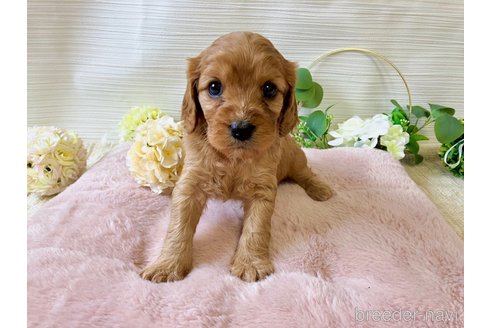 成約済の福岡県のキャバプー:キャバリア×トイプードル-303824の25枚目