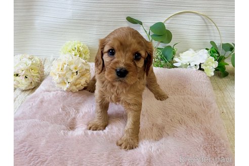 成約済の福岡県のキャバプー:キャバリア×トイプードル-303824の19枚目