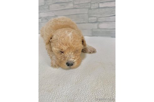 成約済の愛知県のマルプー:マルチーズ×トイプードル-306114の3枚目