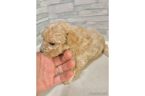 成約済の愛知県のマルプー:マルチーズ×トイプードル-306114の4枚目