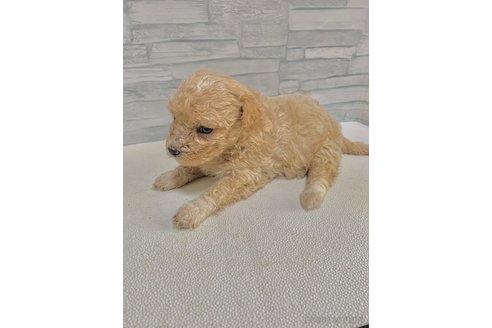 成約済の愛知県のマルプー:マルチーズ×トイプードル-306114の5枚目