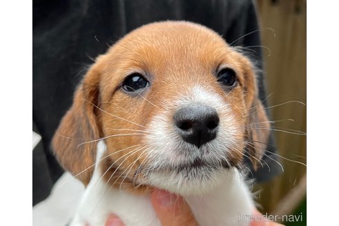 販売中の千葉県のジャックラッセルテリア-306142の6枚目