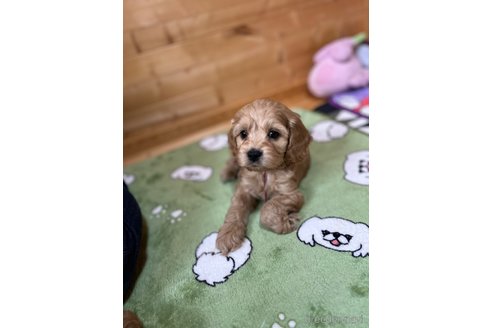 成約済の埼玉県のミックス犬-304872の14枚目