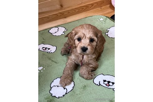 成約済の埼玉県のミックス犬-304872の13枚目