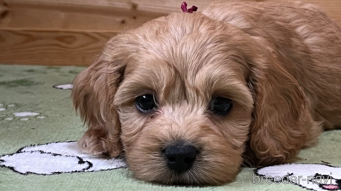 成約済の埼玉県のミックス犬-304872の12枚目