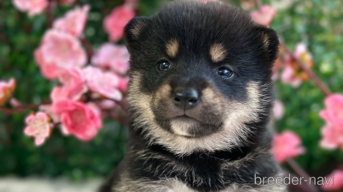 成約済の愛知県の柴犬-306192の3枚目