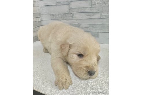 成約済の愛知県のゴールデンレトリーバー-306195の8枚目