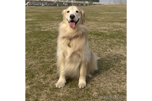 ののゴールデンレトリーバー-