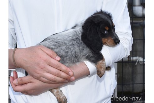 成約済の愛知県のミニチュアダックスフンド(ロングヘアード)-300917の2枚目