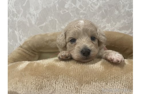 成約済の山口県のマルプー:マルチーズ×トイプードル-305787の2枚目