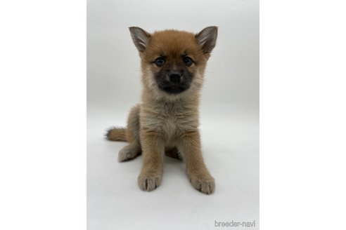成約済の千葉県のミックス犬-306244の5枚目