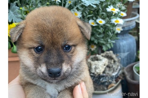 成約済の岡山県の柴犬-306253の1枚目