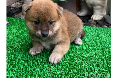 成約済の岡山県の柴犬-306253の2枚目