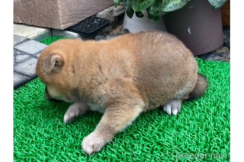 成約済の岡山県の柴犬-306253の3枚目