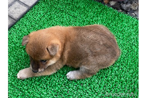 成約済の岡山県の柴犬-306253の4枚目